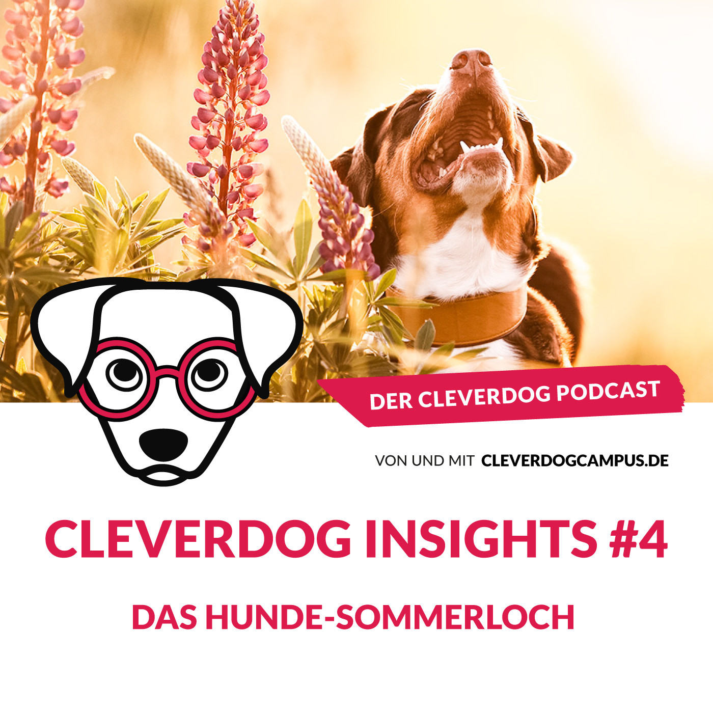 Cleverdog Insights #4 – Das Hunde-Sommerloch