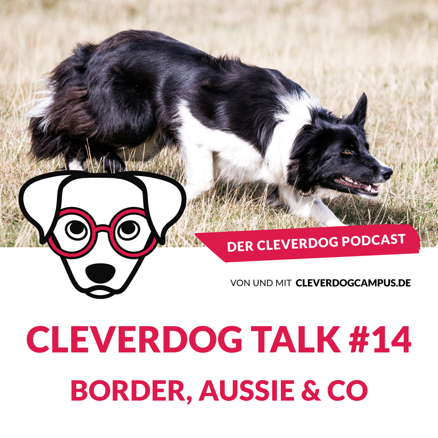 Cleverdog Talk #14 – Border, Aussie & Co